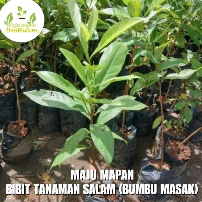 

Terlaris Bibit Salam/Bibit Daun Salam (Bumbu Masak)