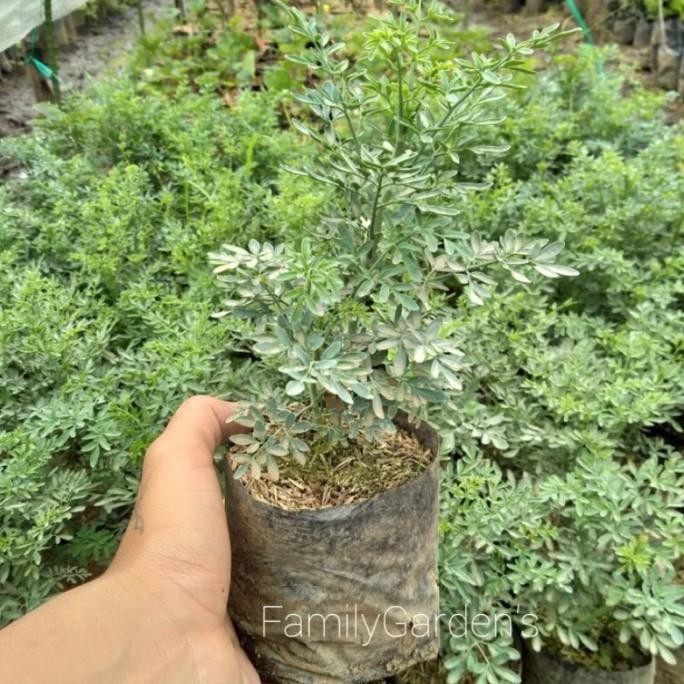 

Terlaris Tanaman Herbal Inggu / Ruta Graveolens