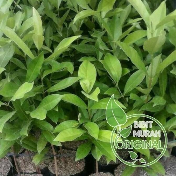 

Terlaris Bibit Daun Salam/Bumbu Dapur Banyak Manfaat Kualitas Super