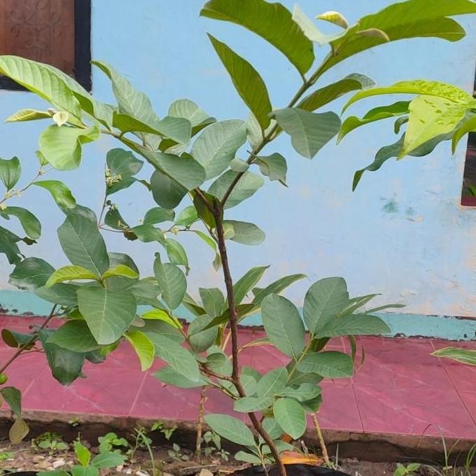 

Terlaris Bibit Jambu Kristal Cangkok