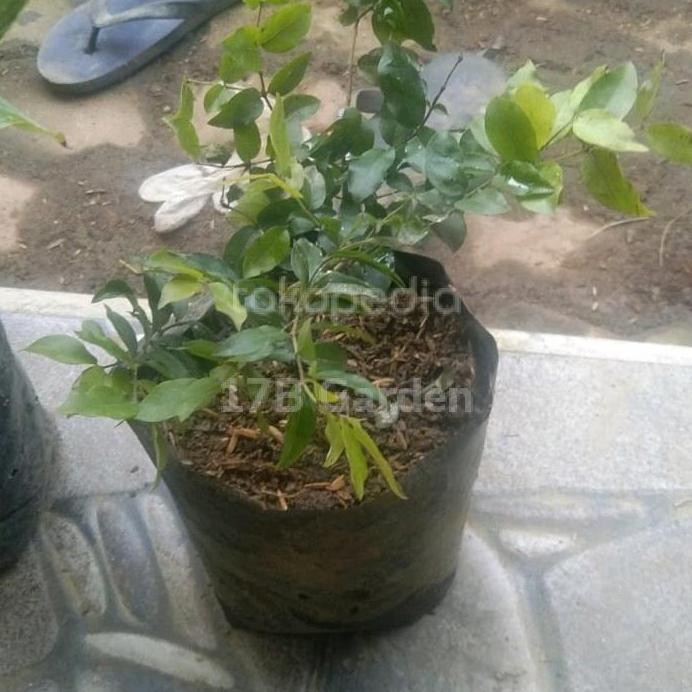 

Terlaris Bibit Daun Kari / Salam Koja Temurui