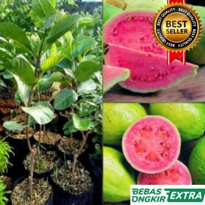 

Terlaris Bibit Jambu Bangkok Merah Hasil Okulasi Cepat Berbuah
