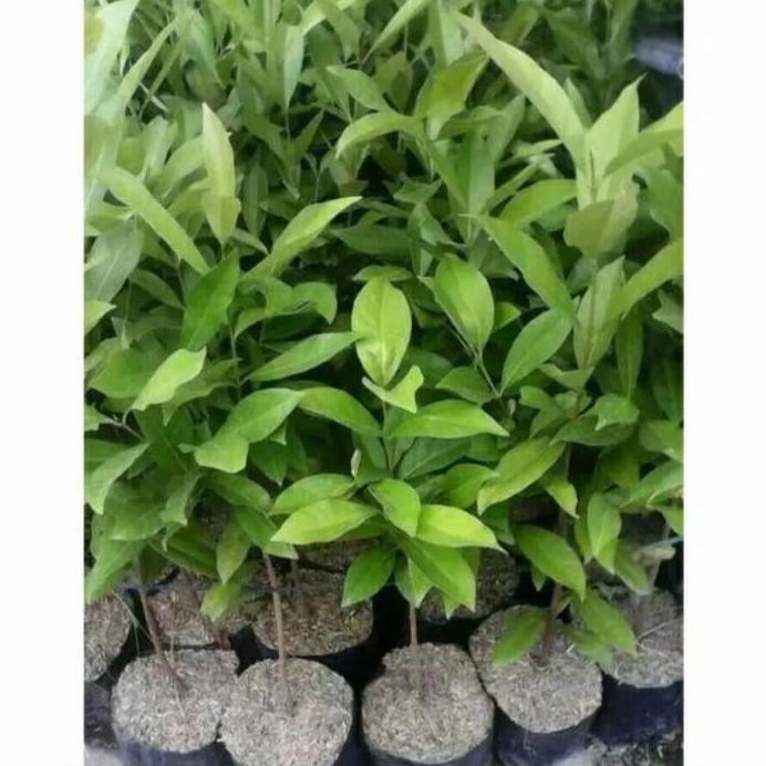 

Terlaris Bibit Daun Salam Bumbu