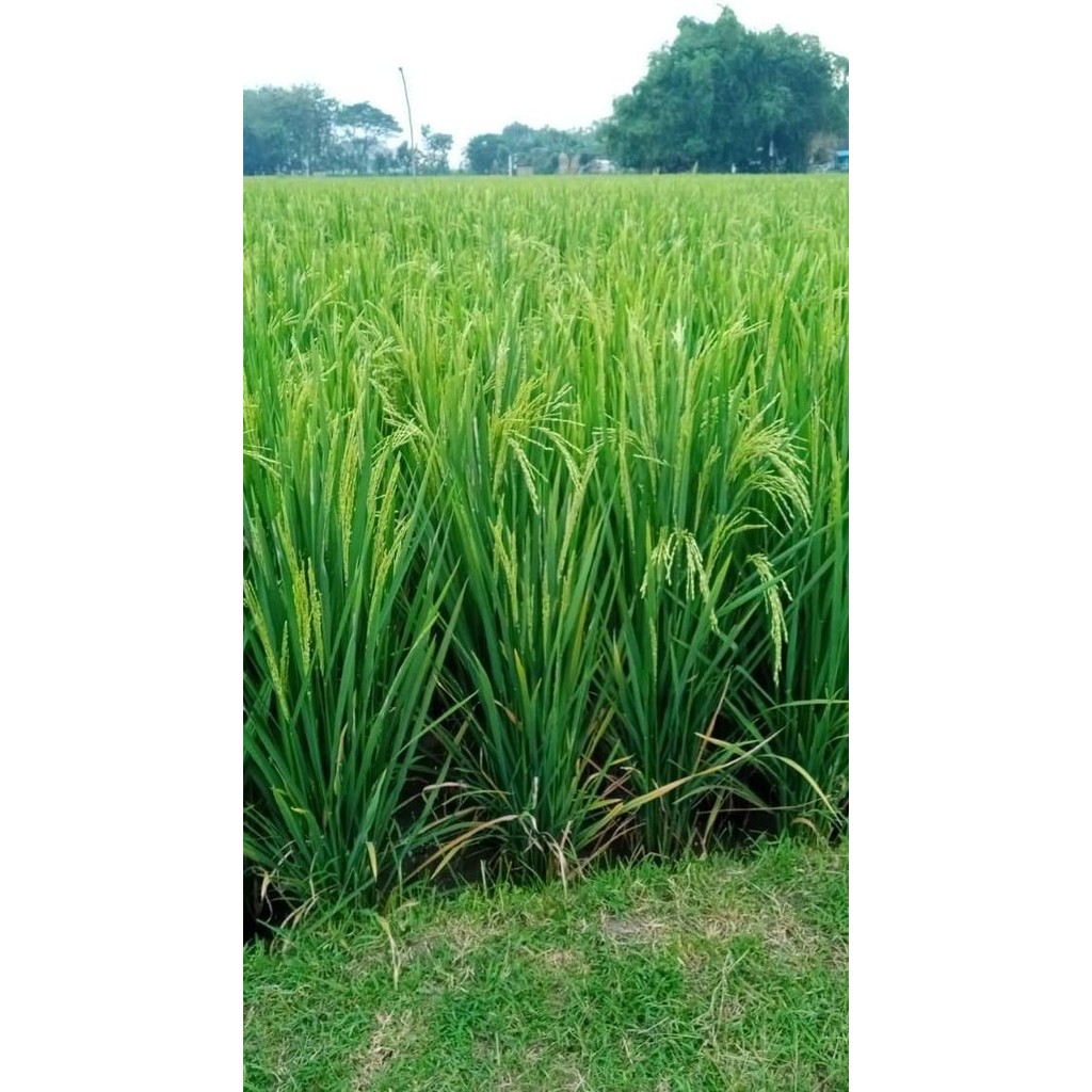 

Terlaris Benih Padi Tri Sultan 05