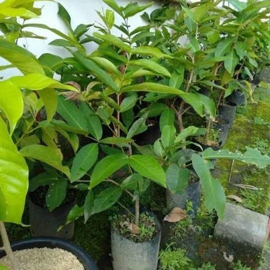 

Terlaris Bibit Jambu Air Dalhari Madu Ukuran 1 Meter Lebih Cepat Berbuah