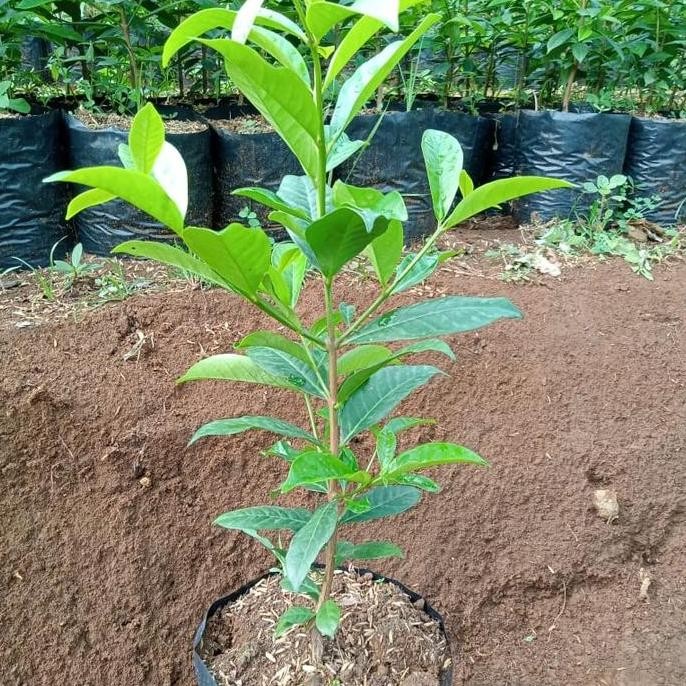 

Terlaris Bibit Pohon Daun Salam Ukuran 50Cm