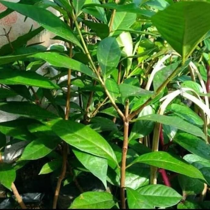 

Terlaris Jua Bibit Pohon Salam / Daun Salam