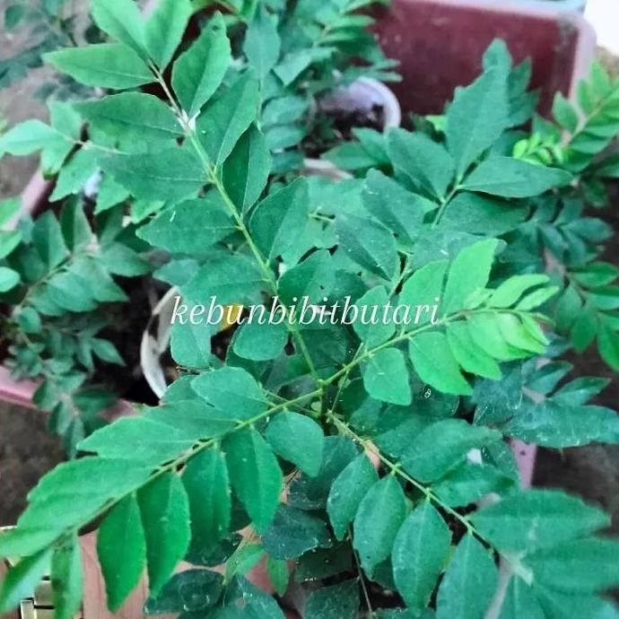 

Terlaris Bibit Tanaman Daun Kari/ Salam Koja/Temurui/ Moeraya Koenigi