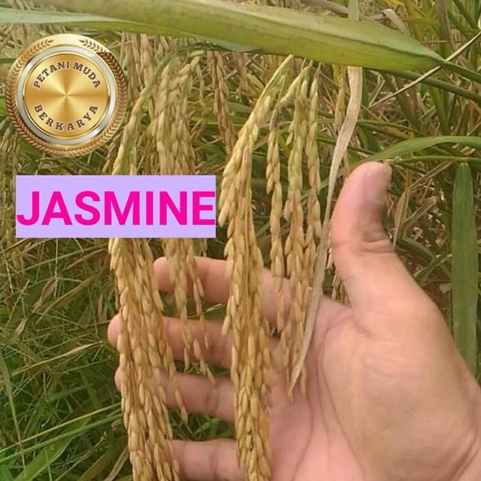 

Terlaris Benih Padi Jasmine Thailand Asli Gabah Besar Berbobot Tahan Jamur