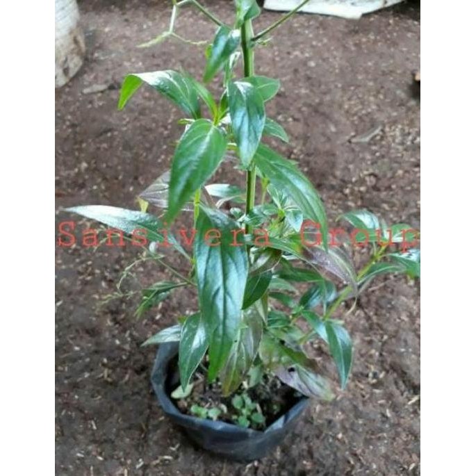 

Terlaris Tanaman Herbal Smbiloto Obat Diabetes / Andrographis Paniculata