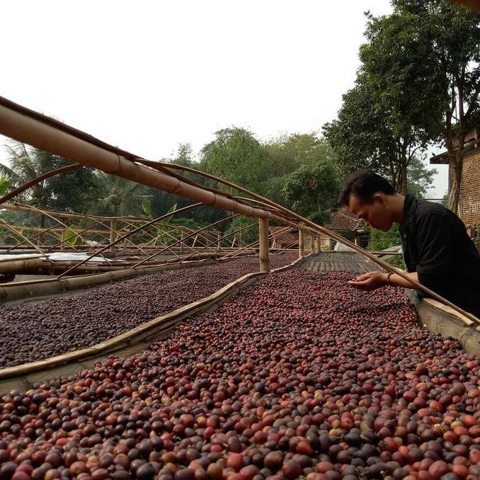 

ready stock green Bean biji kopi Arabika Toraja Pulu Pulu wethull Semiwash 1kg