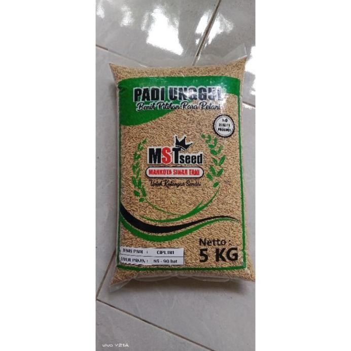 

Terlaris Benih Padi Ciputri Original 5Kg