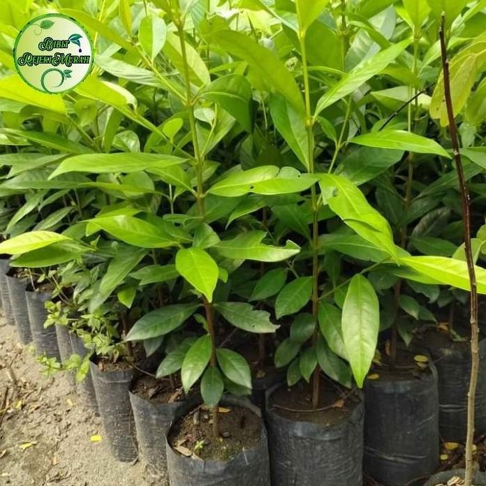 

Terlaris Bibit Tanaman Daun Salam Rempah | Tanaman Daun Salam