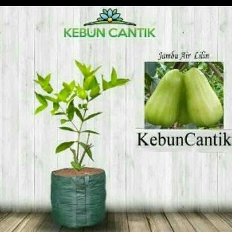 

Terlaris Bibit Jambu Lilin Hijau