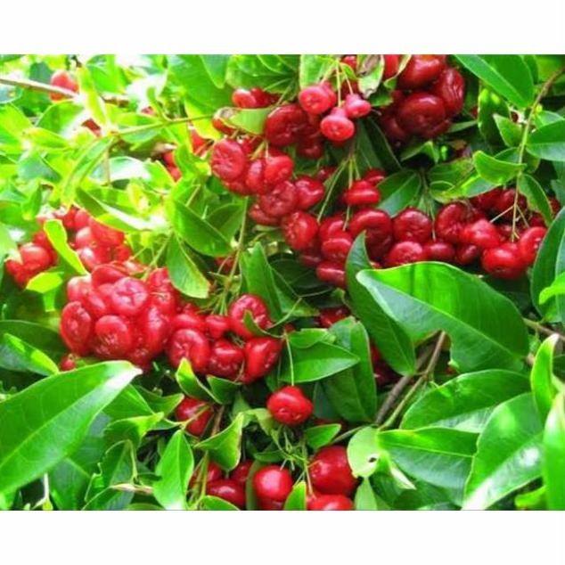 

Terlaris Bibit Tanaman Pohon Buah Jambu Kancing Merah/Murah Berkualitas Terbaik