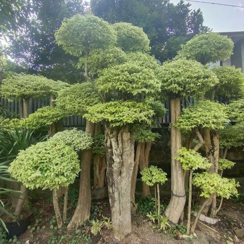 Tanaman Hias Promo || Bonsai Anting Putri || Tanaman Hias Jumbo - Savanan Bonsai