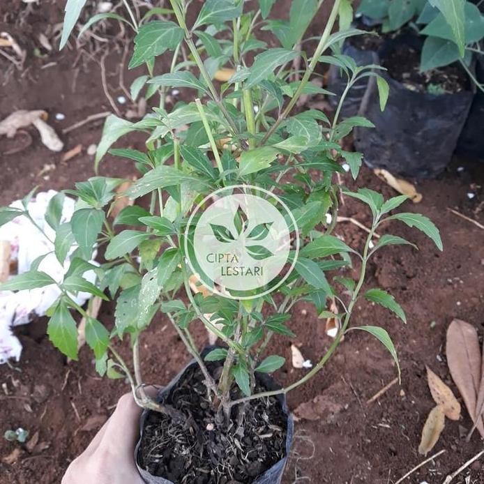 

Terlaris Bibit Pohon Daun Kumis Kucing - Tanaman Obat Herbal