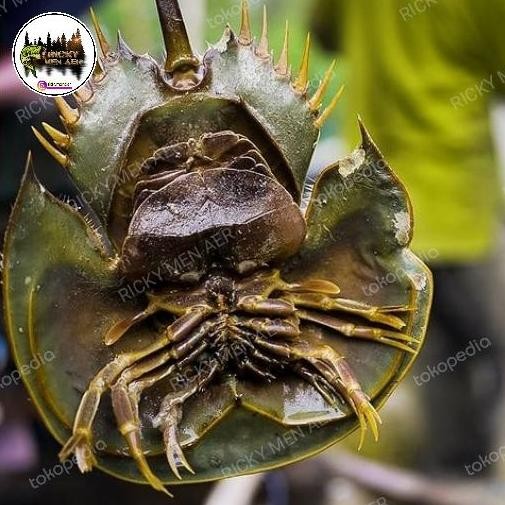 

baru !!! KEPITING BELANGKAS | TAPAL KUDA | HORSESHOE CRAB