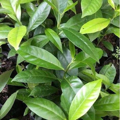 

Terlaris Bibit Daun Salam Isi 5 Pcs - Siap Kirim