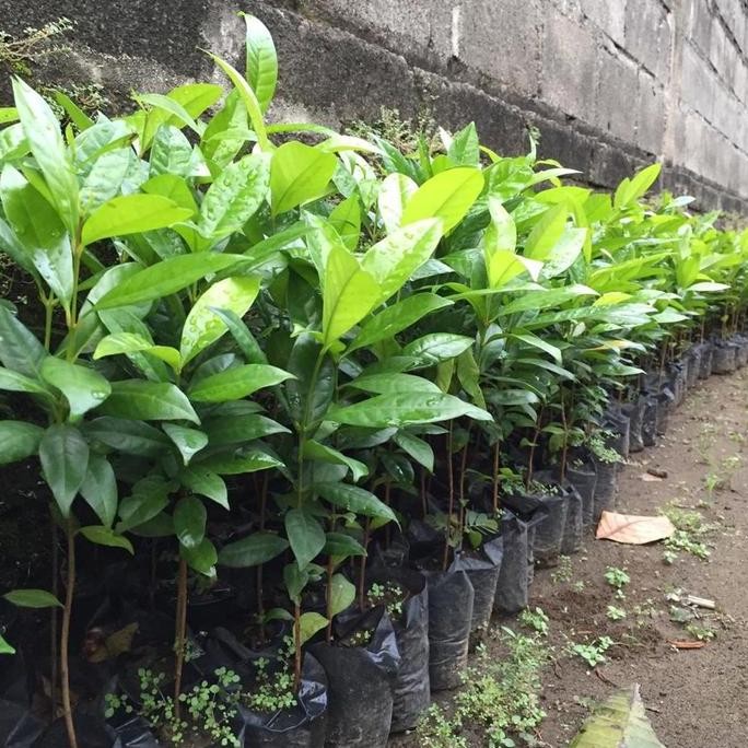 

Terlaris Bibit Daun Salam Super Unggul