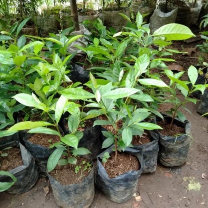 

Terlaris Bibit Tanaman Rempah Salam Daun Salam Bumbu Masak Eeee