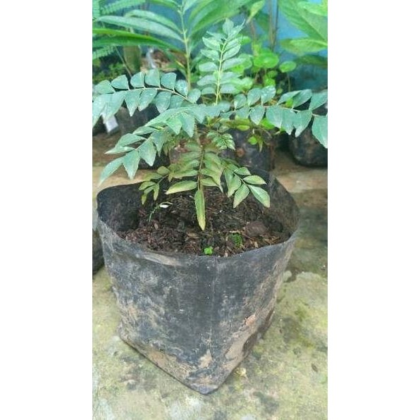 

Terlaris Bibit Tanaman Salam Koja/Temuru/Daun Kari Eeee