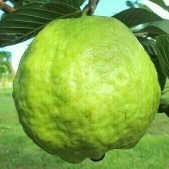 

Terlaris Paket 3 Bibit Jambu Bangkok Non Biji