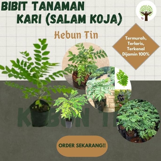 

Terlaris Bibit Tanaman Pohon Salam Koja Daun Kari Bibit Kari Bibit Salam