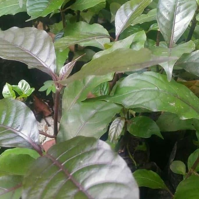 

Terlaris Bibit Tanaman Daun Ungu Untuk Mengobati Ambeien Wasir Obat Herbal