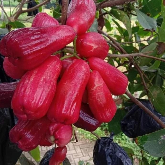 

Terlaris Bibit Jambu Air Irung Petruk Merah