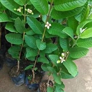 

Terlaris Bibit Tanaman Buah Jambu Kristal Merah Sudah Berbuah