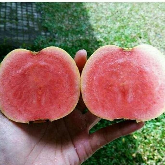 

Terlaris Bibit Jambu Cristal Merah Tanpa Biji / Non Biji Unggul