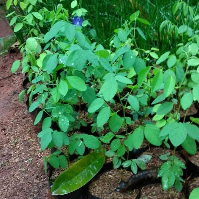 

Terlaris Tanaman Herbal Bunga Telang - Kembang Teleng