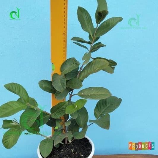 

Terlaris Bibit Jambu Kristal Putih Buah Non Biji Tinggi 70 Cm Up