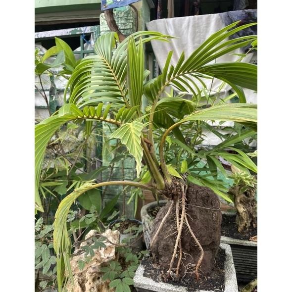 Tanaman Hias Iampratamart - Kelapa Bonsai Sudah Jadi - Savanan Bonsai