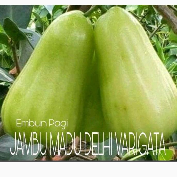 

Terlaris Bibit Buah Jambu Air Madu Delhi Varigata Langka Daun Belang