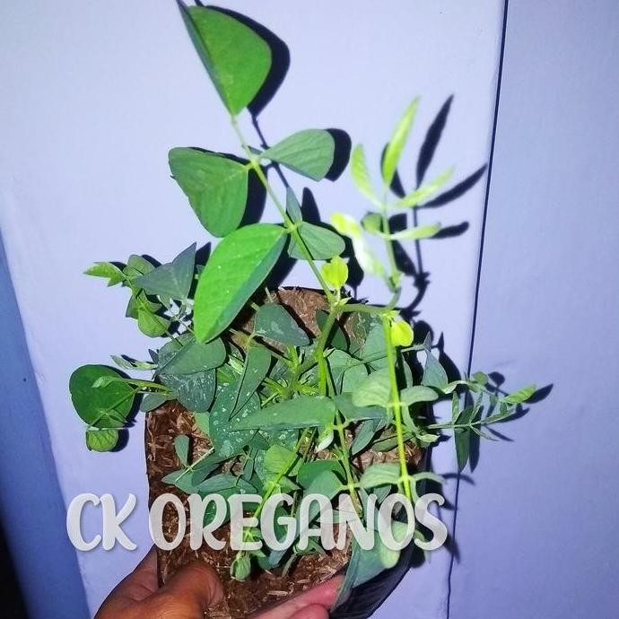 

Terlaris Bibit Tanaman Herbal Telang