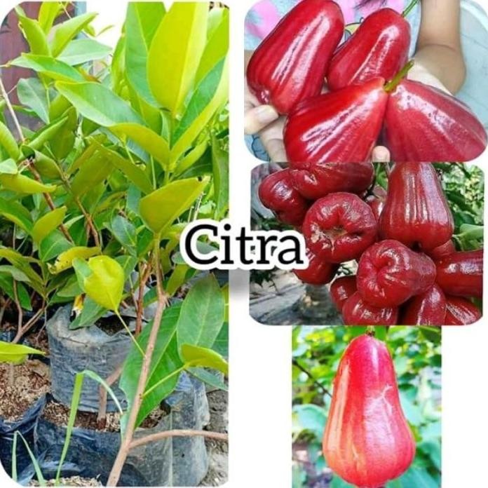 

Terlaris Bibit Jambu Citra Hasil Okulasi
