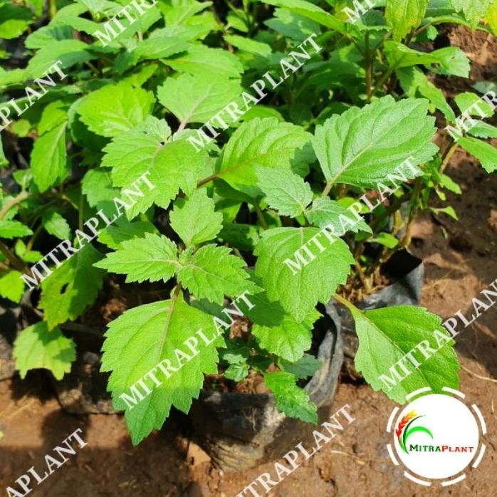 

Terlaris Bibit Pohon Nilam - Tanaman Daun Nilam - Tanamam Herbal Super Iiiii