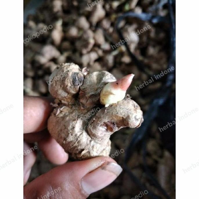 

Terlaris Bibit Jahe Emprit Sudah Bertunas - Bibit Jahe Emprit Bertunas