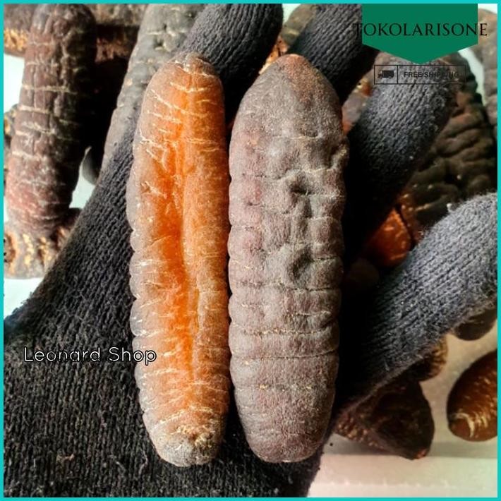 

HAISOM BESAR SUPER 100GRAM BANGKA BELITUNG KERING TERIPANG GOSOK GAMAT