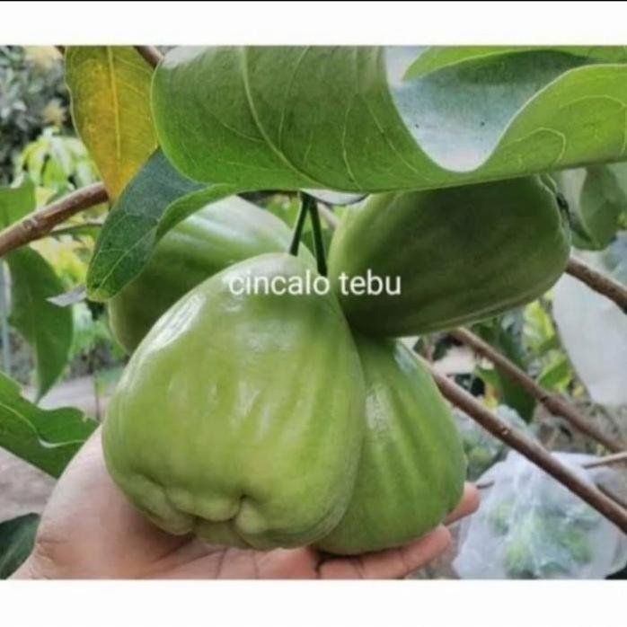 

Terlaris Tanaman Jambu Cincalo Tebu - Bibit Tanaman Buah - Tanaman Berbuah