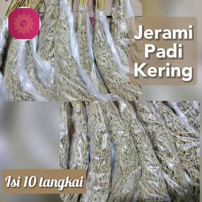 

Terlaris Padi Kering Gabah 10 Tangkai