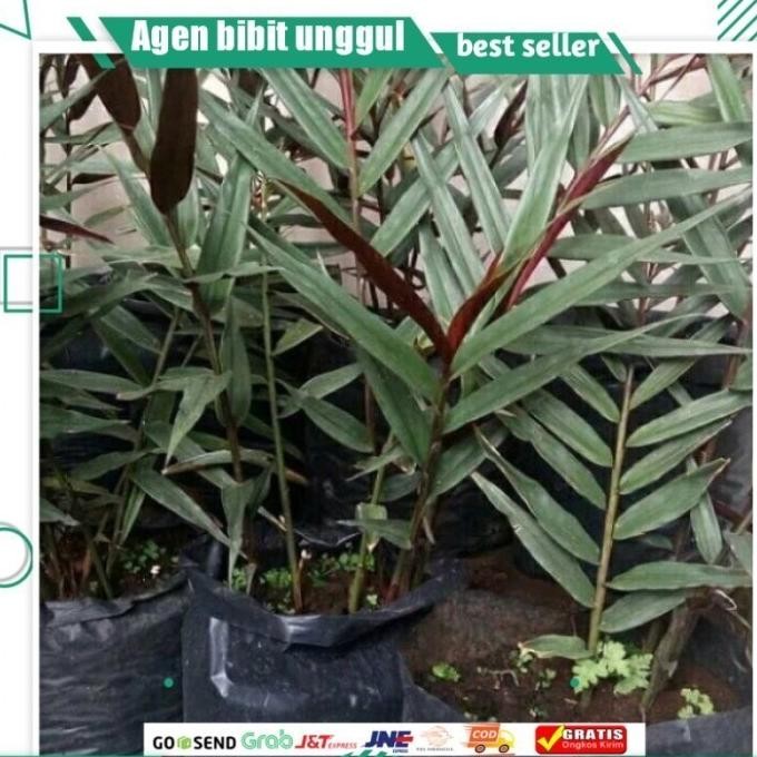 

Terlaris Bibit Jahe Wulung Original