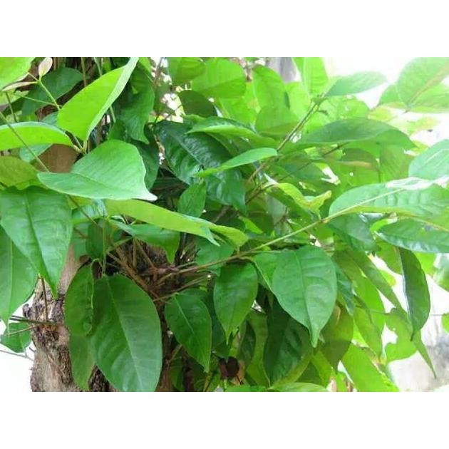 Terlaris Bibit Pohon Salam - Pohon Salam - Daun Salam