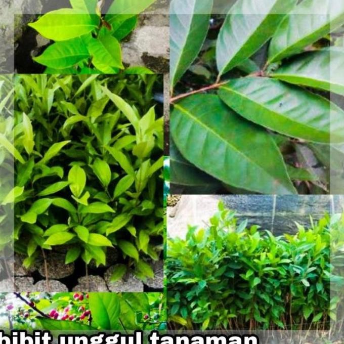 

Terlaris Bibit Daun Salam Terlaris