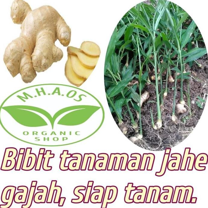 

Terlaris Bibit Jahe Gajah Jahe Sayur,Siap Tanam.