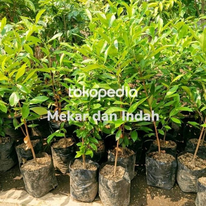 

Terlaris New Bibit Pohon Salam Bumbu Dapur, Pohon Daun Salam Bumbu Masakan