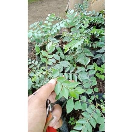 

Terlaris Bibit Tanaman Salam Koja/Daun Kari Iehtnr 0734Gj