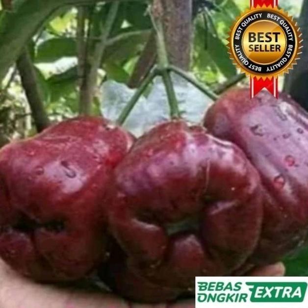 

Terlaris Bibit Jambu Air Black Kingkong Hasil Okulasi Cepat Berbuah